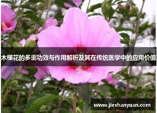 木槿花的多重功效与作用解析及其在传统医学中的应用价值